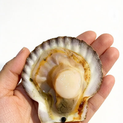 Live Scallops in Shell