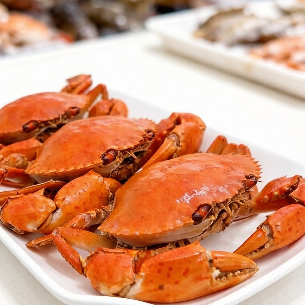 Live Mud Crab